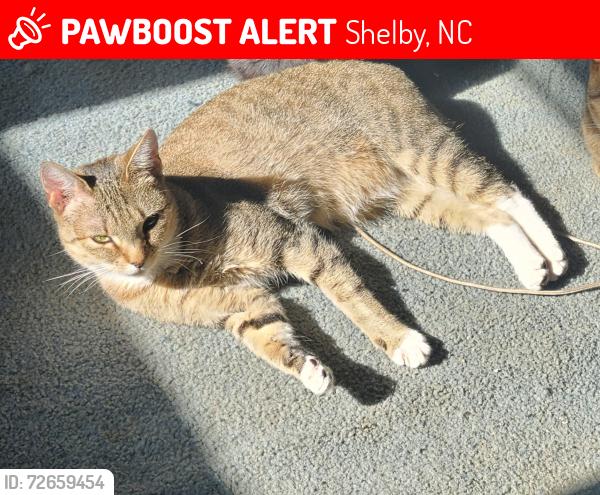 Lost Female Cat last seen Near Suffolk Dr & Courtland Dr , Shelby, NC 28152