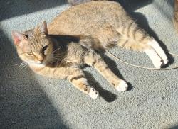 Lost Female Cat last seen Near Suffolk Dr & Courtland Dr , Shelby, NC 28152