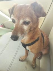 Lost Female Dog last seen Shawnee Dr., Smithville, TX 78957