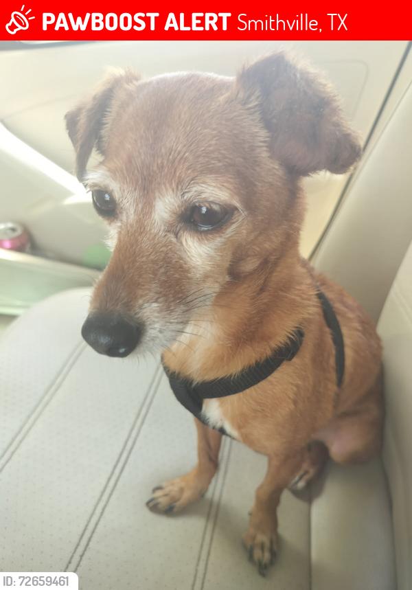 Lost Female Dog last seen Shawnee Dr., Smithville, TX 78957
