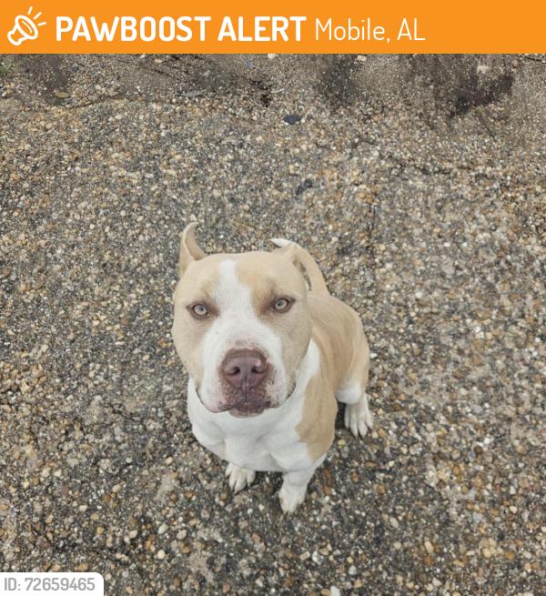 Found/Stray Male Dog last seen St Stephen’s rd and children and women’s hosp , Mobile, AL 36617