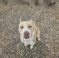 Found/Stray Male Dog last seen St Stephen’s rd and children and women’s hosp , Mobile, AL 36617