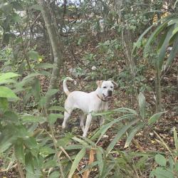 Found/Stray Unknown Dog last seen Family Dollar, Columbia, SC 29209