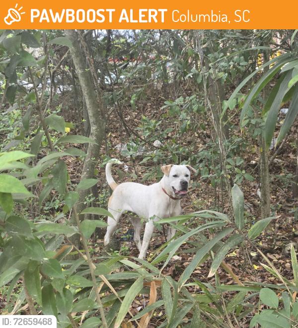 Found/Stray Unknown Dog last seen Family Dollar, Columbia, SC 29209