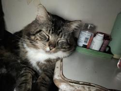 Lost Male Cat last seen Near west H , Bremerton, WA 98312