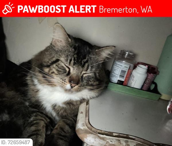 Lost Male Cat last seen Near west H , Bremerton, WA 98312