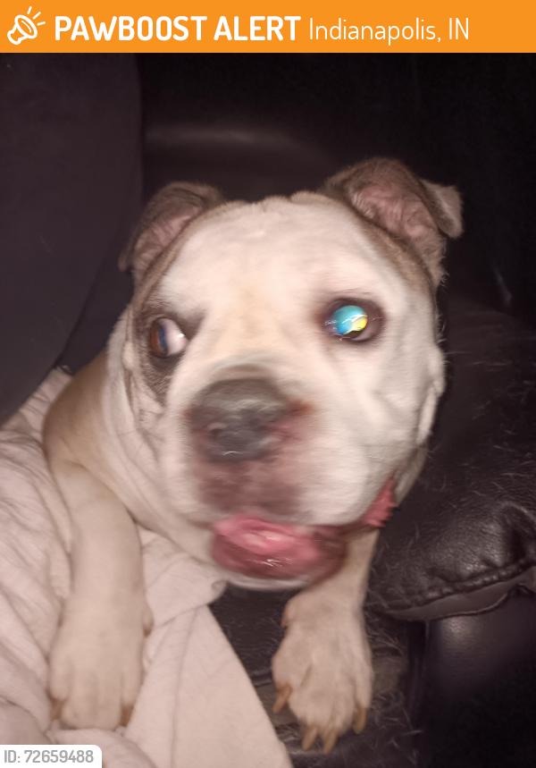 Found/Stray Male Dog last seen Carson and keystone Ave , Indianapolis, IN 46227