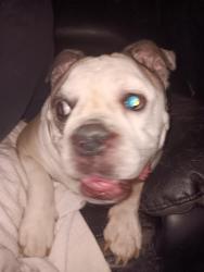 Found/Stray Male Dog last seen Carson and keystone Ave , Indianapolis, IN 46227