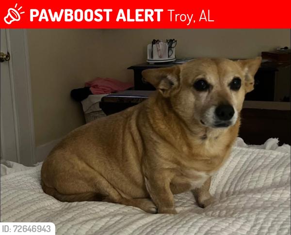 Lost Male Dog last seen w orange street Troy al, Troy, AL 36081