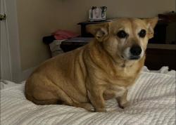 Lost Male Dog last seen w orange street Troy al, Troy, AL 36081