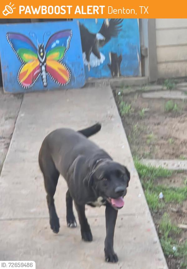 Found/Stray Female Dog last seen Mckinney st denton tx, Denton, TX 76201