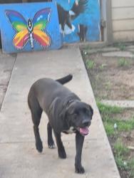 Found/Stray Female Dog last seen Mckinney st denton tx, Denton, TX 76201
