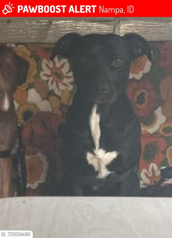 Lost Male Dog last seen In the neighborhood behind the Albertsons on 12th, Nampa, ID 83686