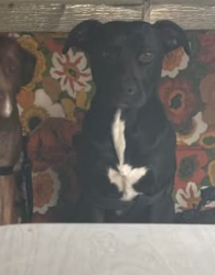 Lost Male Dog last seen In the neighborhood behind the Albertsons on 12th, Nampa, ID 83686