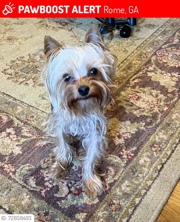 Lost Male Dog last seen Reynolds Street & Euclid Avenue, Rome, GA 30161