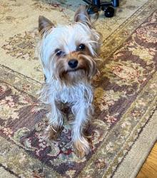 Lost Male Dog last seen Reynolds Street & Euclid Avenue, Rome, GA 30161