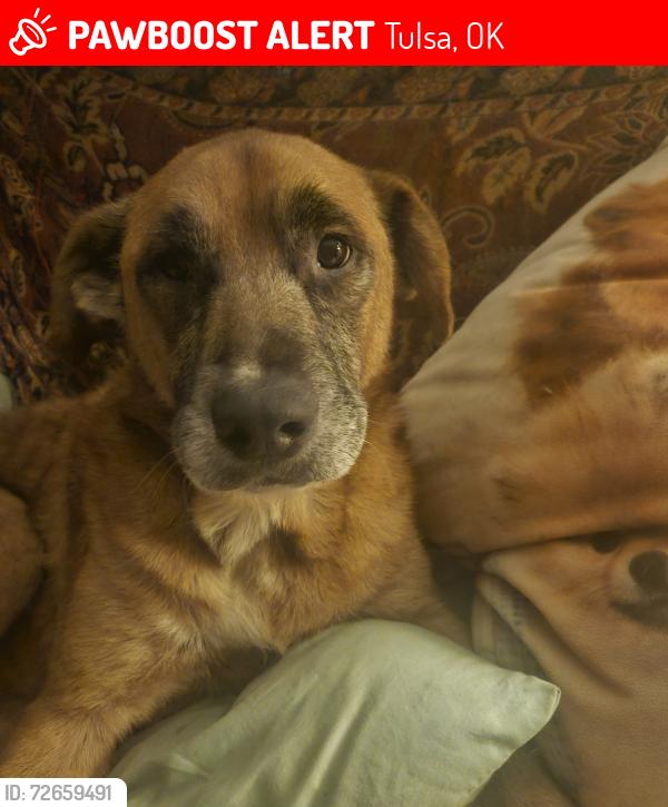 Lost Male Dog last seen N xanthus and Archer , Tulsa, OK 74110