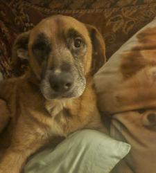 Lost Male Dog last seen N xanthus and Archer , Tulsa, OK 74110
