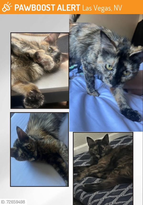 Found/Stray Female Cat last seen Lake mead and tenaya , Las Vegas, NV 89129