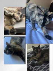 Found/Stray Female Cat last seen Lake mead and tenaya , Las Vegas, NV 89129