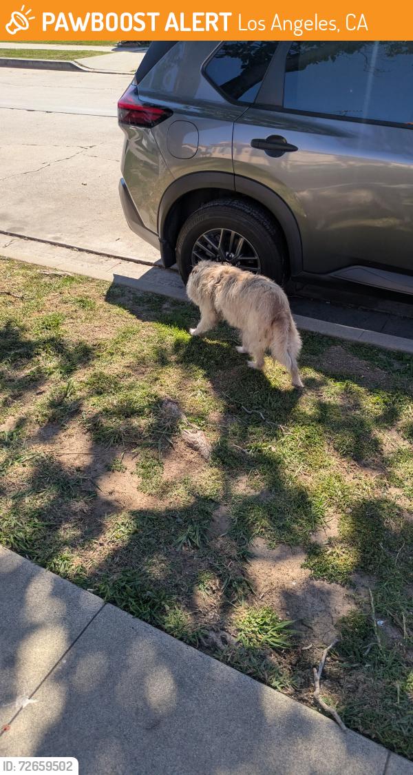 Found/Stray Male Dog last seen Near the ralphs, Los Angeles, CA 90047
