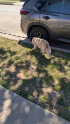 Found/Stray Male Dog last seen Near the ralphs, Los Angeles, CA 90047