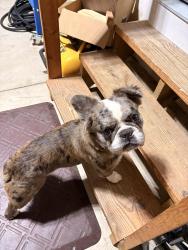Found/Stray Male Dog last seen Harvest meadow , Dayton, OH 45424