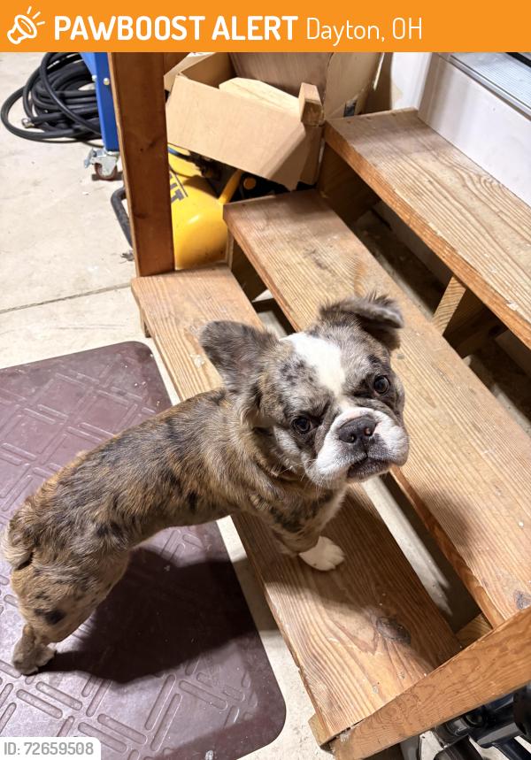Found/Stray Male Dog last seen Harvest meadow , Dayton, OH 45424
