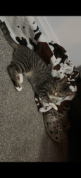 Lost Male Cat last seen Near W Roble Dr, Kissimmee, FL 34746