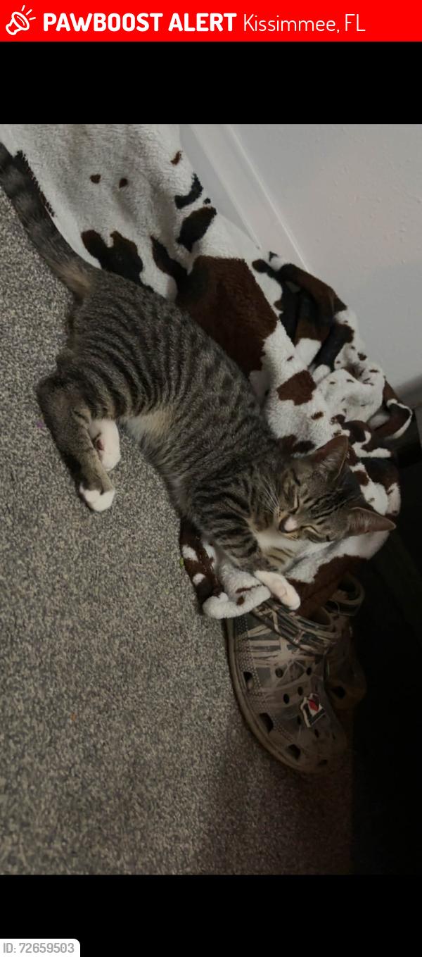 Lost Male Cat last seen Near W Roble Dr, Kissimmee, FL 34746