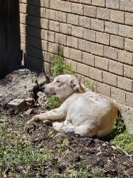 Found/Stray Female Dog last seen Rim rock Dr and Stoney bridge , Fort Worth, TX 76108