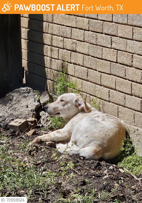Found/Stray Female Dog last seen Rim rock Dr and Stoney bridge , Fort Worth, TX 76108