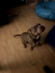 Found/Stray Male Dog last seen Abandoned at Park, McLeansville, NC 27301