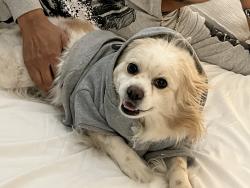 Lost Female Dog last seen KempsRiver Crossing , Virginia Beach, VA 23464