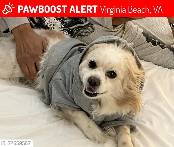 Lost Female Dog last seen KempsRiver Crossing , Virginia Beach, VA 23464