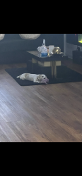 Lost Female Dog last seen Filadelfia , Philadelphia, PA 19145