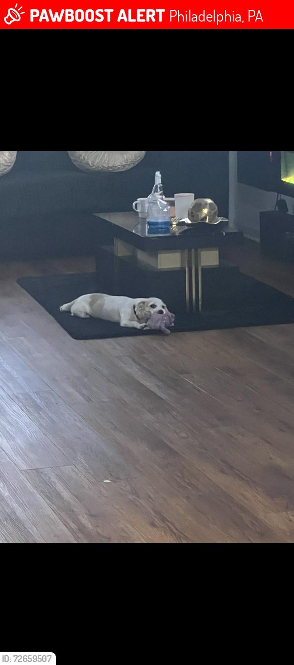 Lost Female Dog last seen Filadelfia , Philadelphia, PA 19145