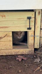 Found/Stray Unknown Cat last seen Mcdonalds, Morristown, TN 37814