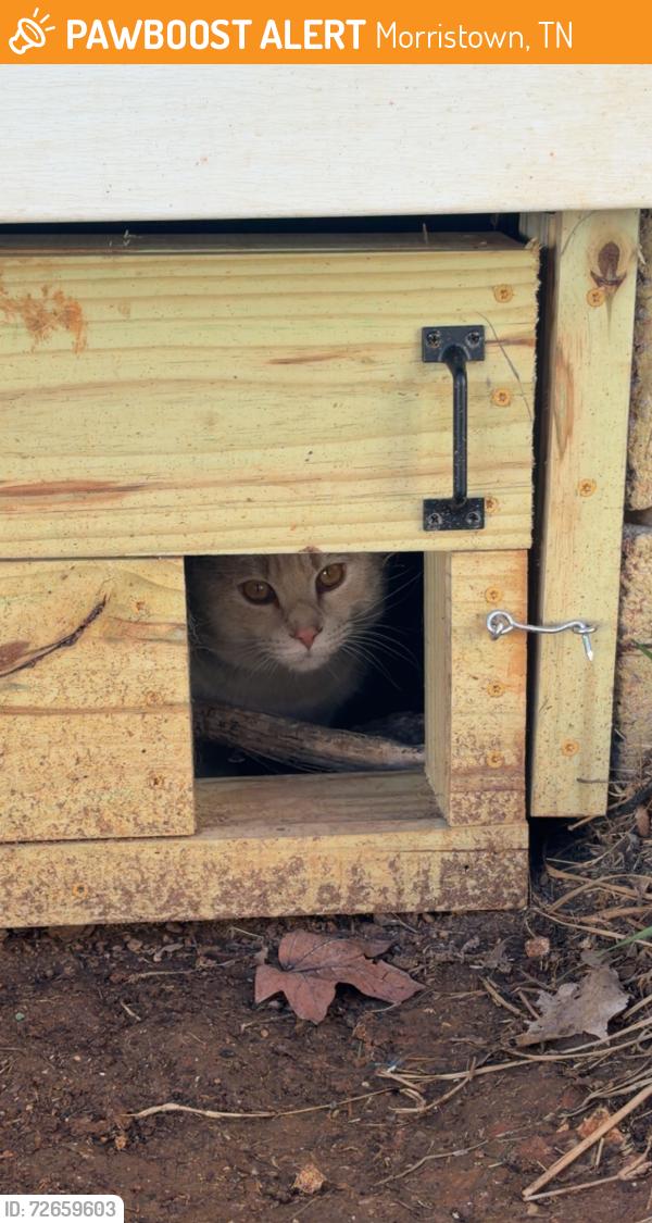 Found/Stray Unknown Cat last seen Mcdonalds, Morristown, TN 37814