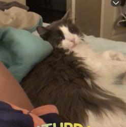 Lost Male Cat last seen Bison ridge golf course, Commerce City, CO 80022