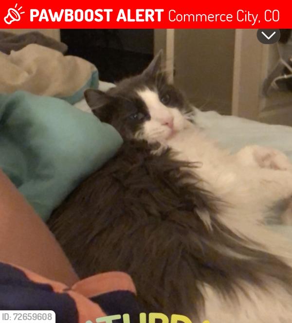 Lost Male Cat last seen Bison ridge golf course, Commerce City, CO 80022