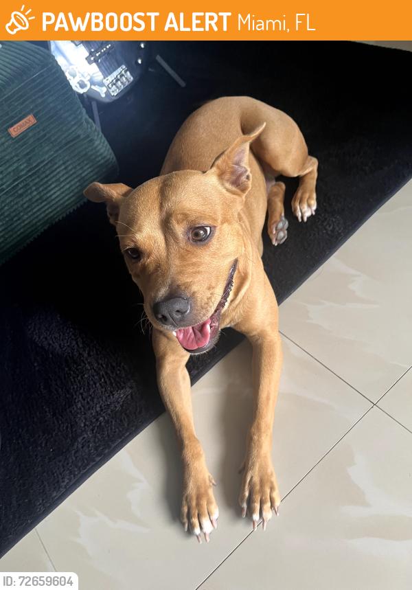Found/Stray Female Dog last seen Little Havana , Miami, FL 33134