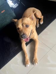 Found/Stray Female Dog last seen Little Havana , Miami, FL 33134