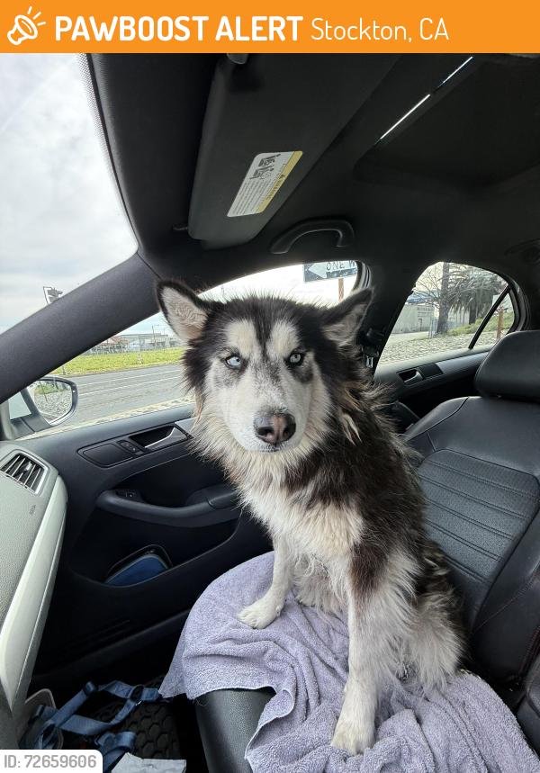 Found/Stray Female Dog last seen Consumnes Dr & Trinity Parkway, Stockton, CA 95219