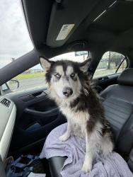 Found/Stray Female Dog last seen Consumnes Dr & Trinity Parkway, Stockton, CA 95219