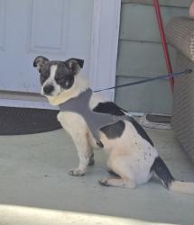 Found/Stray Male Dog last seen Hickory Grove Rd. and Nicole Terrace, Mount Holly, NC 28120
