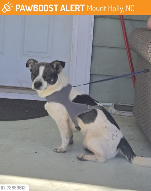 Found/Stray Male Dog last seen Hickory Grove Rd. and Nicole Terrace, Mount Holly, NC 28120