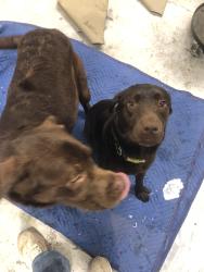 Found/Stray Female Dog last seen Old Garner Rd Garner NC, Garner, NC 27529