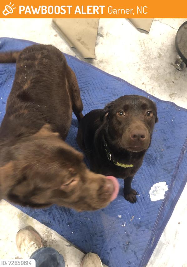Found/Stray Female Dog last seen Old Garner Rd Garner NC, Garner, NC 27529