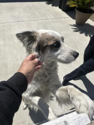 Found/Stray Unknown Dog last seen 2nd and dangler, Los Angeles, CA 90022